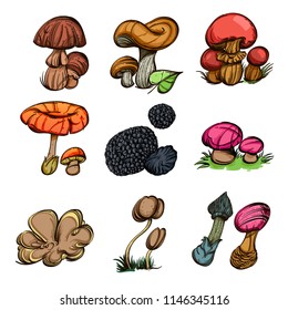 Forest mushrooms. Set of vector illustrations isolated on white background.