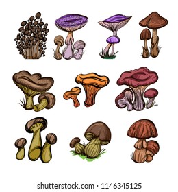 Forest mushrooms. Set of vector illustrations isolated on white background.