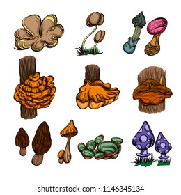 Forest mushrooms. Set of vector illustrations isolated on white background.