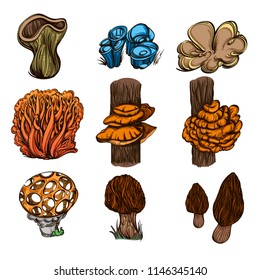 Forest mushrooms. Set of vector illustrations isolated on white background.