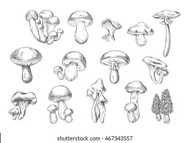 Forest mushrooms sketch of edible chanterelle, king bolete, honey agaric, portobello, porcini, morel, cep and poisonous death cap and amanita muscaria mushrooms. Recipe book, healthy food design