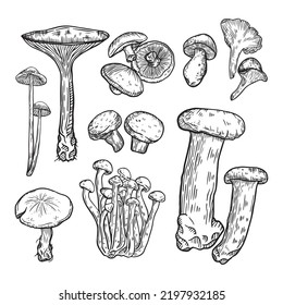 Forest mushrooms sketch. Vintage plants, engraving mushroom. Isolated chanterelle shiitake champignon, tasty cooking ingredient vector set. Fungus and chanterelle, edible sketch vegetable illustration