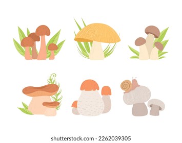 Hongos forestales con crecimiento de tallos y tapones en un conjunto de vectores de hierba verde