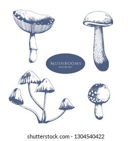 Forest mushrooms vector hand drawn illustration.