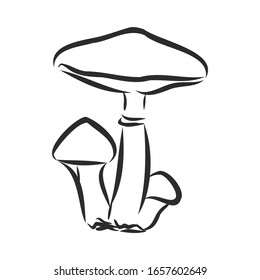 Forest mushrooms, vector sketch illustration 