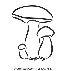 Forest mushrooms, vector sketch illustration 