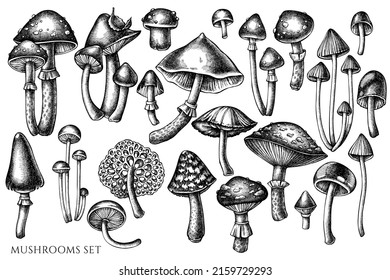 Forest mushrooms vintage vector illustrations collection  Black   white mushrooms 