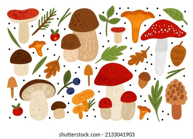 Forest mushrooms. Woodland fungus with leaves. Berries and coniferous needles. Edible and poisonous. Hand drawn textures. Agaric or chanterelle. Oak acorn. Vector