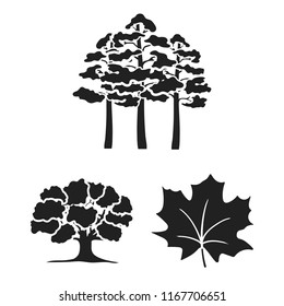 Forest and nature black icons in set collection for design. Forest life vector symbol stock web illustration.