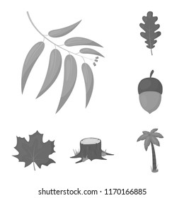 Forest and nature monochrome icons in set collection for design. Forest life vector symbol stock web illustration.
