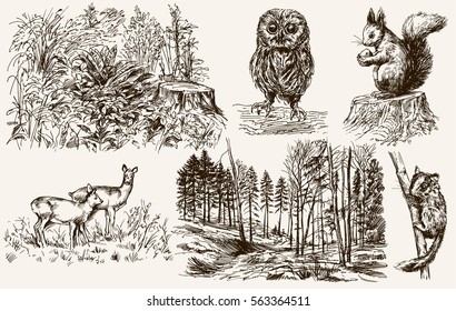 Forest nook. Wild animals. Hand drawn set