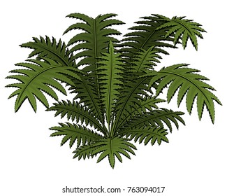Forest and park grasses and plants. Brown fern.