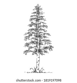 Forest park tree icon. Outline hand drawn of forest park tree vector icon for web design isolated on white background