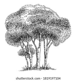 Icono de árbol de parque forestal. Dibujo manual de esquema del icono del vector del árbol de bosque para el diseño web aislado en fondo blanco