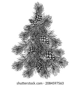 Forest pine tree and cones. Black and white and drawn vector illustration.