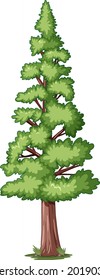 Forest pine tree isolated illustration