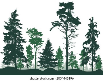 Forest with pines and spruce trees, silhouette. Evergreen coniferous trees. Beautiful landscape, nature. Vector illustration