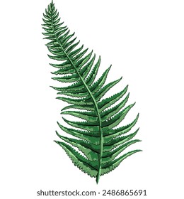 Forest plant, naturalistic botanical illustration