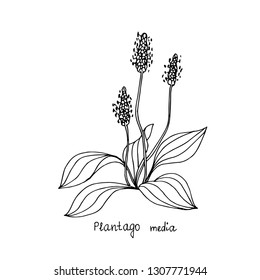 Forest plant. Plantain. Vector illustration.