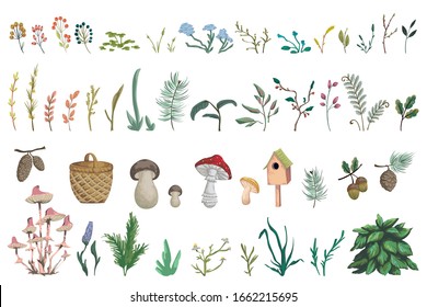 Forest plants, berries, flowers, mushrooms, plant, berry, cones. Decorative design  elements of forest flora in watercolor style. Isolated objects on white background. Vector illustration