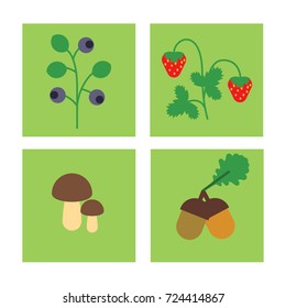 Forest plants, berries, mushroom. Vector illustration