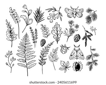 Forest plants and herbs, moths, spruce branches. Doodle vector illustration