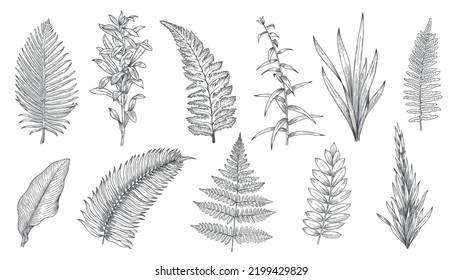 Forest plants sketch. Hand drawn grass and vintage botanical decorative collection, herbal and leaves design elements. Vector monochrome isolated set. Different tree branch foliage