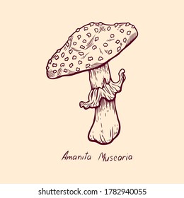 Forest poisonous mushroom Amanita Muscaria edible and non-edible boletus in retro sketch. Outline art Element isolated on white.