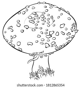 Forest poisonous mushroom Amanita Pantherina non-edible in line art style. Fly agaric vector illustration isolated on a white background. Coloring book page. Symbol of witchcraft, esotericism