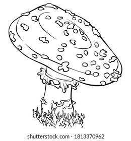 Forest poisonous mushroom Amanita Pantherina non-edible in line art style. Fly agaric vector illustration isolated on a white background. Coloring book page. Symbol of witchcraft, esotericism