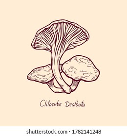 Forest poisonous mushroom Clitocube Dealbata edible and non-edible boletus in retro sketch. Outline art Element isolated on white.