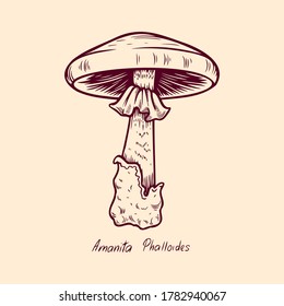 Forest poisonous mushroom Phalloides edible and non-edible boletus in retro sketch. Outline art Element isolated on white.