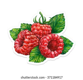 Forest raspberry isolated on white background. Watercolor vector drawing. Handwork. Sticker