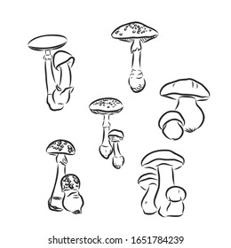 Forest realistic mushroom set, vector sketch illustration 
