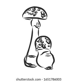 forest realistic mushrooms, vector sketch illustration 