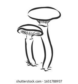 forest realistic mushrooms, vector sketch illustration 