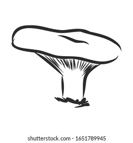 forest realistic mushrooms, vector sketch illustration 