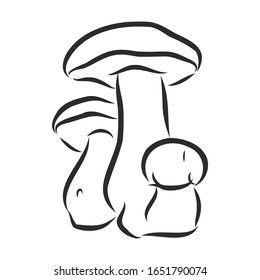 forest realistic mushrooms, vector sketch illustration 