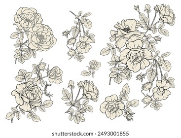 Forest Rose Blumen, Clip-Kunst, Set von Elementen für Design-Vektorillustration. Umriss der Handzeichnung.