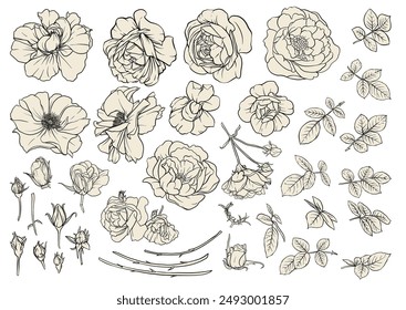 Flores de la rosa del bosque, arte del Clip, conjunto de Elementos para la Ilustración vectorial del diseño. Dibujo a mano.