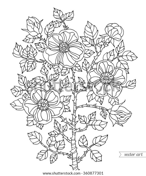 forest rose wild plant coloring book stock vector royalty