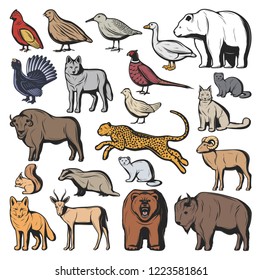 Forest and savannah animal vector characters, hunting sport. Bear and wolf, lynx and jaguar, squirrel and nutria, fox and buffalo, goat and gazelle. Quail and pheasant, duck and blackcock birds