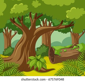 Forest scene with many trees illustration