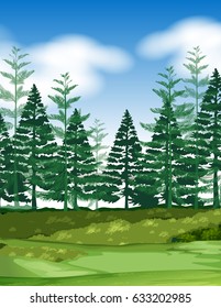 Forest scene with pine trees illustration