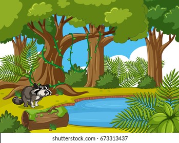 Forest scene with raccoon by the pond illustration