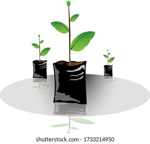 Forest seedlings Because planting the seedlings in a black bag, 1 