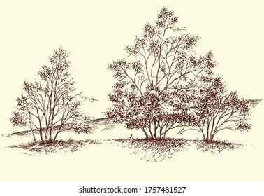 Forest selvage hand drawing, generic trees vegetation sketch