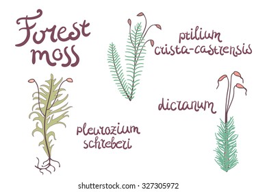 Forest set of wild moss, isolated objects. Several kinds of moss in cartoon style on white background