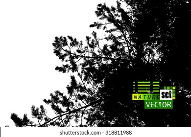 Forest silhouette needles. Vector