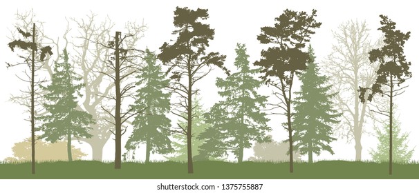 Forest silhouette in spring. Vector illustration.